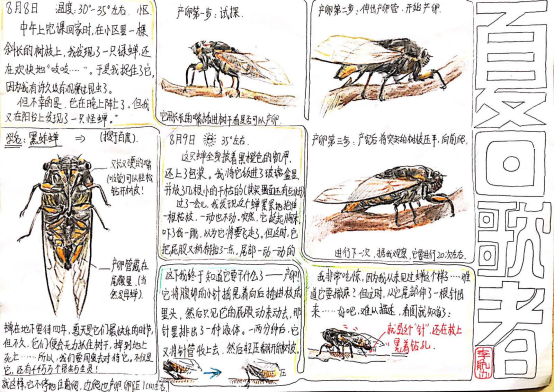 自然笔记|2019优秀生态环境宣传产品 ?｜美丽中国我是行动者2019年全国青少年自然笔记大赛优秀作品集（1）