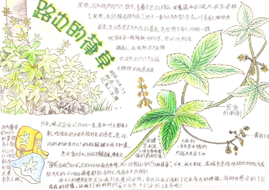 自然笔记|2019优秀生态环境宣传产品 ?｜美丽中国我是行动者2019年全国青少年自然笔记大赛优秀作品集（1）