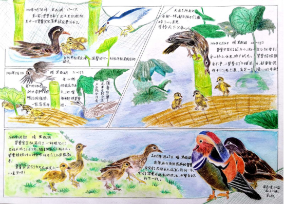 自然笔记|2019优秀生态环境宣传产品 ?｜美丽中国我是行动者2019年全国青少年自然笔记大赛优秀作品集（1）