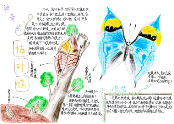 自然笔记|2019优秀生态环境宣传产品 ?｜美丽中国我是行动者2019年全国青少年自然笔记大赛优秀作品集（1）