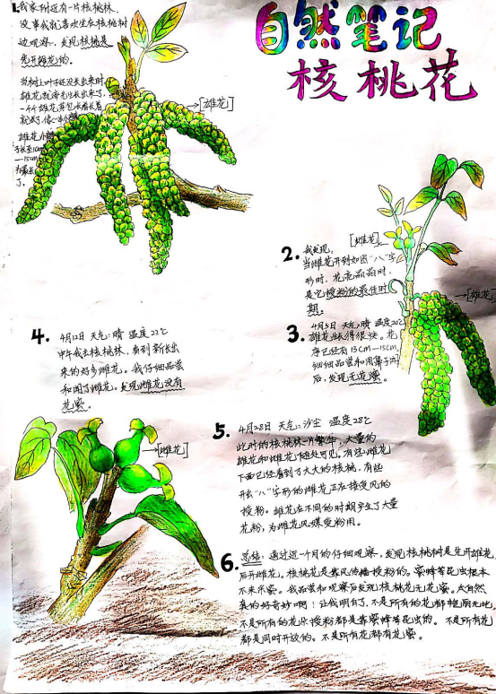 自然笔记|2019优秀生态环境宣传产品 ?｜美丽中国我是行动者2019年全国青少年自然笔记大赛优秀作品集（1）