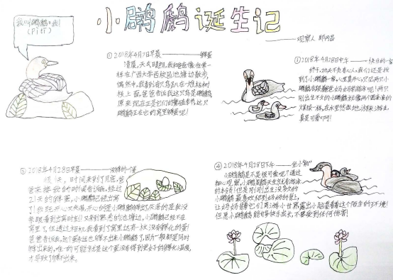 自然笔记|2019优秀生态环境宣传产品 ?｜美丽中国我是行动者2019年全国青少年自然笔记大赛优秀作品集（1）