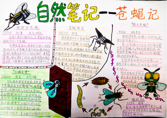 自然笔记|2019优秀生态环境宣传产品 ?｜美丽中国我是行动者2019年全国青少年自然笔记大赛优秀作品集（1）