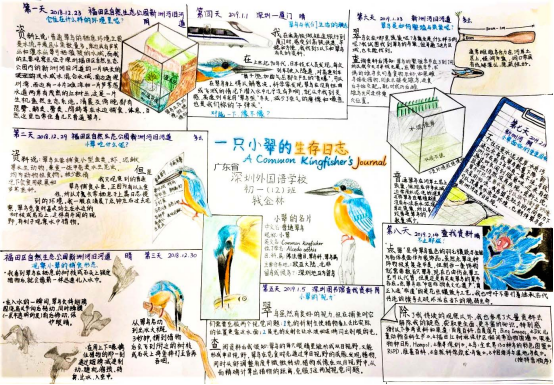 自然笔记|2019优秀生态环境宣传产品 ?｜美丽中国我是行动者2019年全国青少年自然笔记大赛优秀作品集（1）