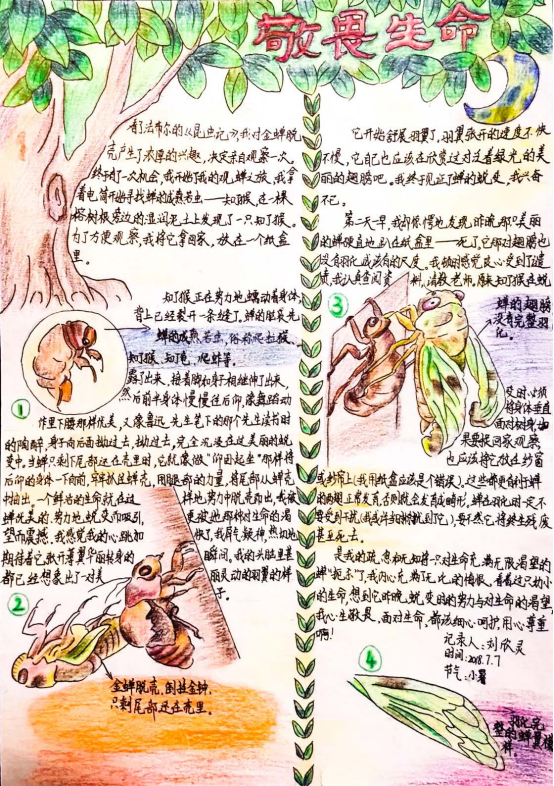 自然笔记|2019优秀生态环境宣传产品 ?｜美丽中国我是行动者2019年全国青少年自然笔记大赛优秀作品集（1）