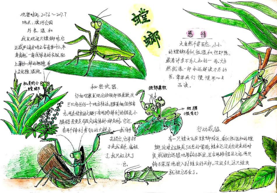 自然笔记|2019优秀生态环境宣传产品 ?｜美丽中国我是行动者2019年全国青少年自然笔记大赛优秀作品集（1）