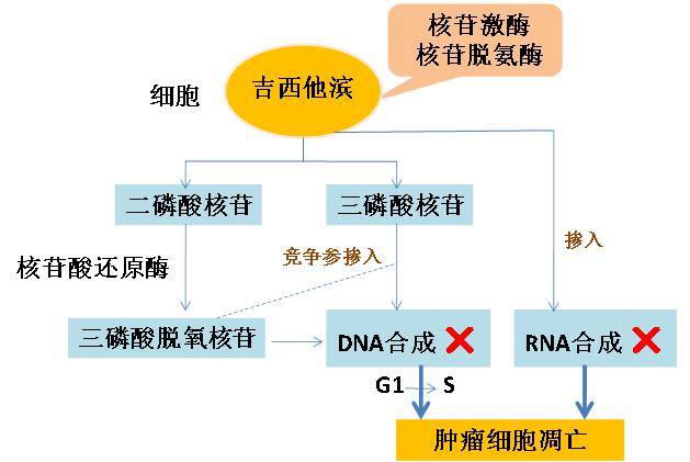 微生物|药物是否有疗效，肠道微生物有发言权！