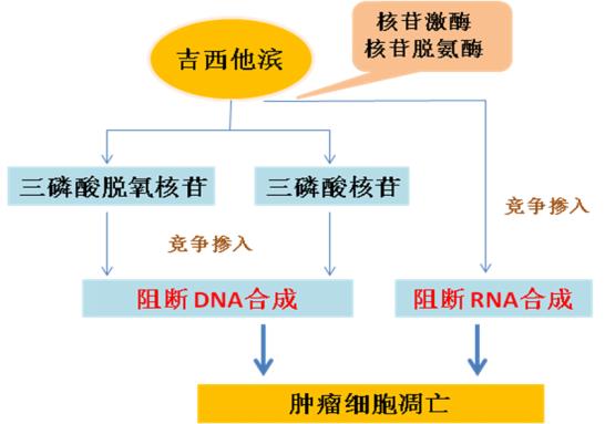 微生物|药物是否有疗效，肠道微生物有发言权！