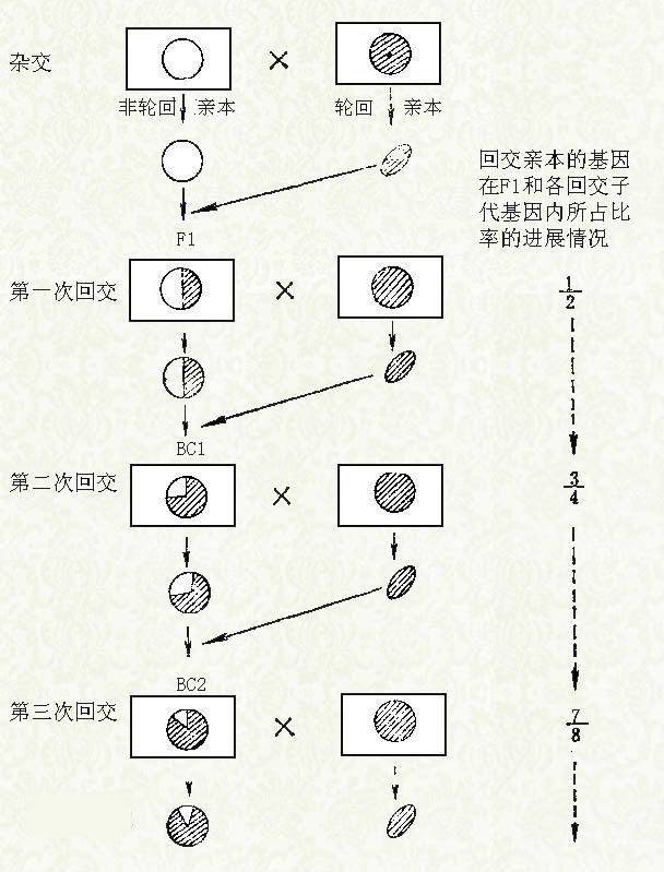 象龟|回交是什么交配方式，为什么要让动物回交？