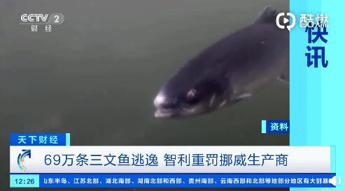 三文鱼|69万条三文鱼逃入大海!这家生产商领4000多万元巨额罚单