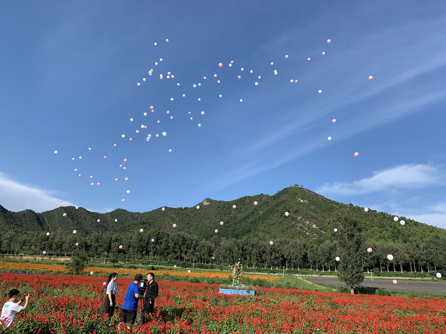 花|北京延庆四海镇：花海民宿交相辉映 花卉产业带火旅游