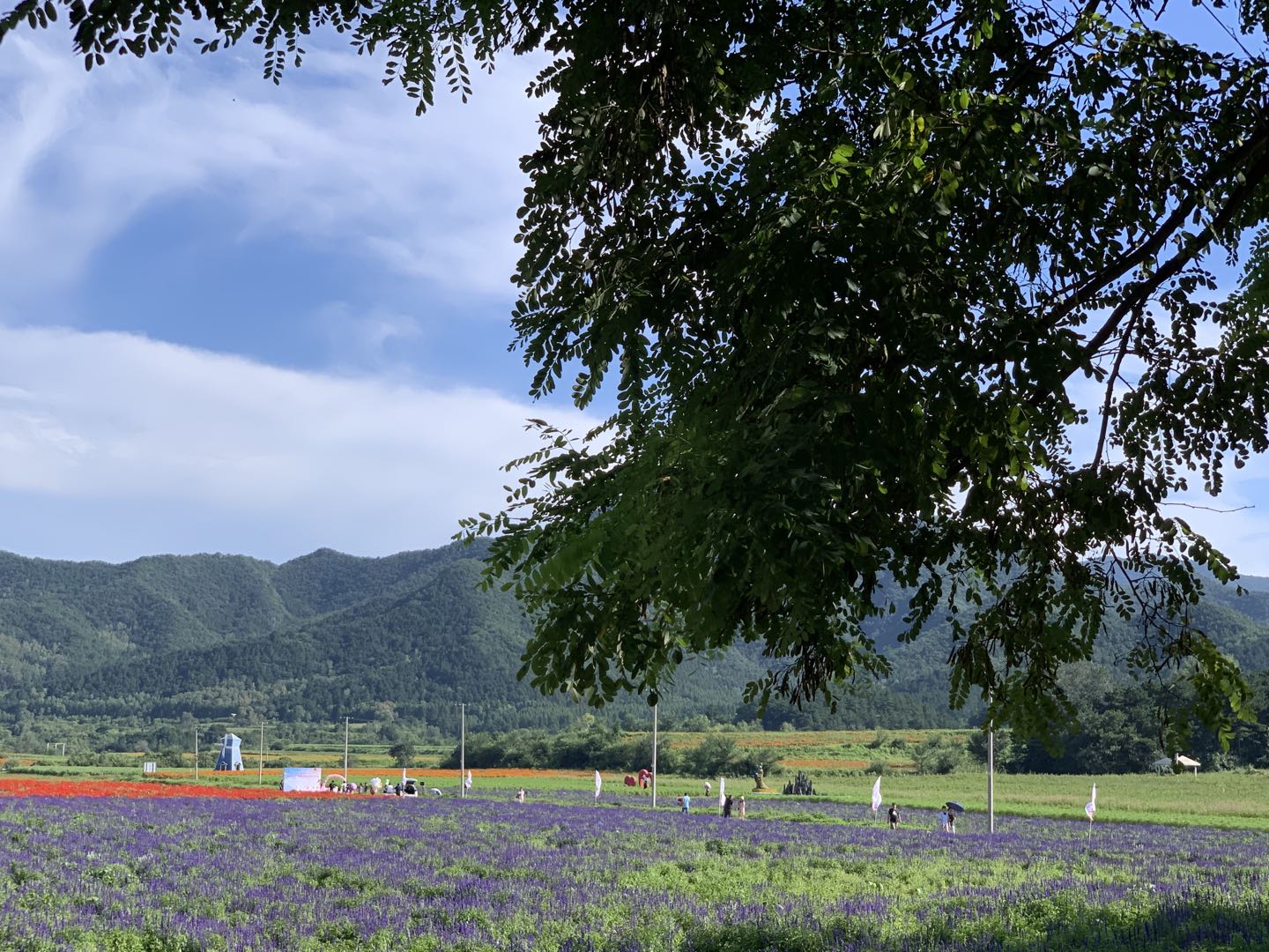 花|北京延庆四海镇：花海民宿交相辉映 花卉产业带火旅游