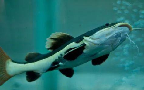 鲶鱼|它是被“误解”最多的鱼，其实营养不比甲鱼差！