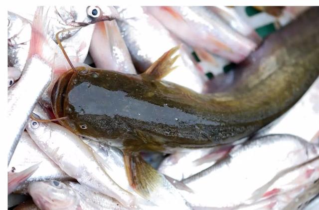 鲶鱼|它是被“误解”最多的鱼，其实营养不比甲鱼差！