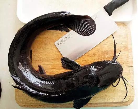 鲶鱼|它是被“误解”最多的鱼，其实营养不比甲鱼差！