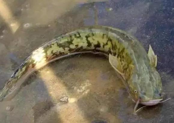 鲶鱼|它是被“误解”最多的鱼，其实营养不比甲鱼差！