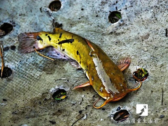 鲶鱼|它是被“误解”最多的鱼，其实营养不比甲鱼差！