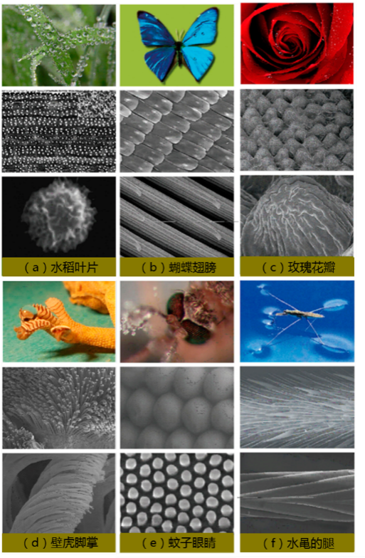 超疏水|从自然到仿生：超疏水材料的前世今生