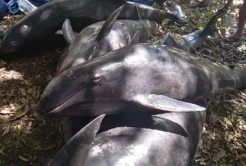 国际|海岸惊现不明死亡海洋生物，数量上升到39只！