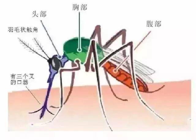 科学|为什么北极圈内蚊子数量非常多？