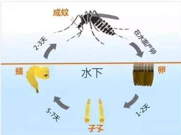 科学|为什么北极圈内蚊子数量非常多？