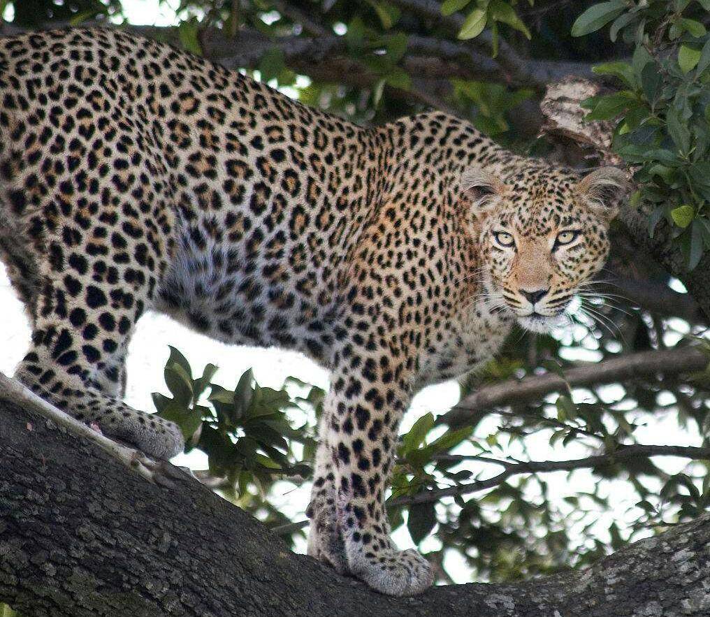 美洲豹|如果把美洲豹和斑鬣狗放一起,斑鬣狗能赢吗?