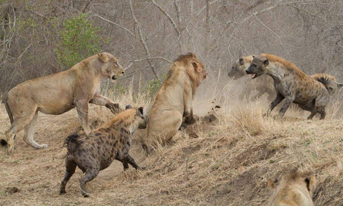 美洲豹|如果把美洲豹和斑鬣狗放一起,斑鬣狗能赢吗?