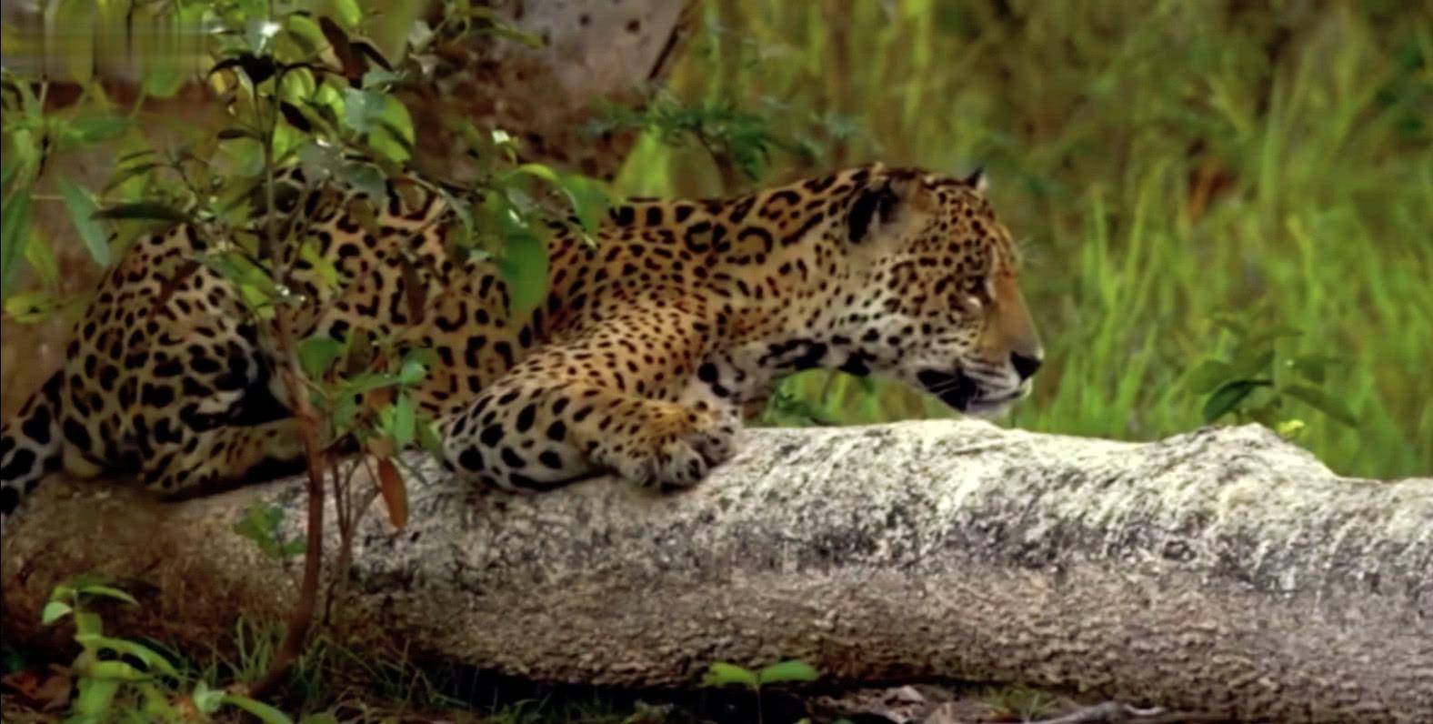 美洲豹|如果把美洲豹和斑鬣狗放一起,斑鬣狗能赢吗?