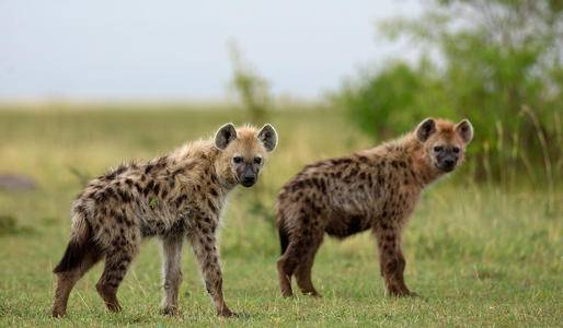 美洲豹|如果把美洲豹和斑鬣狗放一起,斑鬣狗能赢吗?