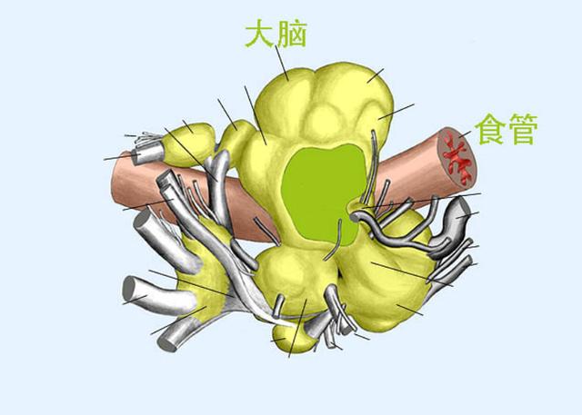 乌贼|请在章鱼烧、墨鱼丸和轰炸大鱿鱼的陪同下阅读此文