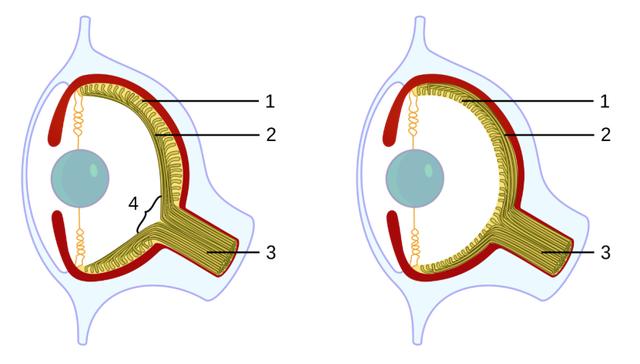 乌贼|请在章鱼烧、墨鱼丸和轰炸大鱿鱼的陪同下阅读此文