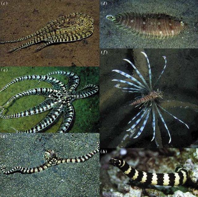 乌贼|请在章鱼烧、墨鱼丸和轰炸大鱿鱼的陪同下阅读此文