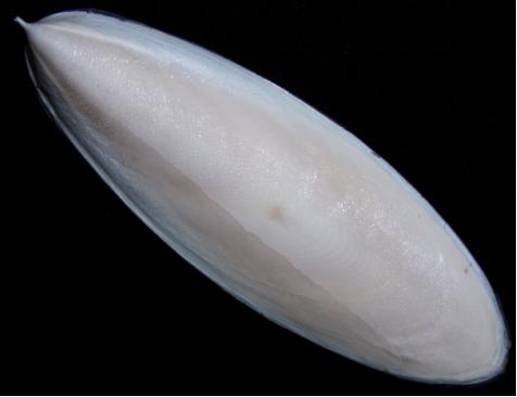 乌贼|请在章鱼烧、墨鱼丸和轰炸大鱿鱼的陪同下阅读此文