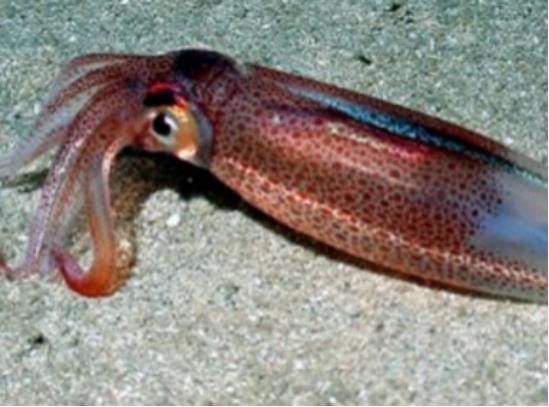 乌贼|请在章鱼烧、墨鱼丸和轰炸大鱿鱼的陪同下阅读此文