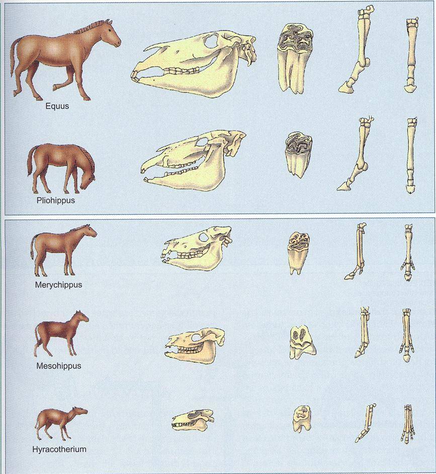 奇蹄目|为什么马需要钉马掌，而牛不需要？