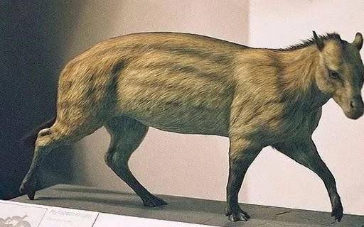 奇蹄目|为什么马需要钉马掌，而牛不需要？