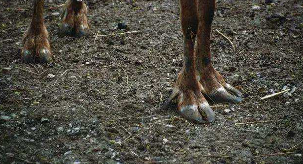 奇蹄目|为什么马需要钉马掌，而牛不需要？