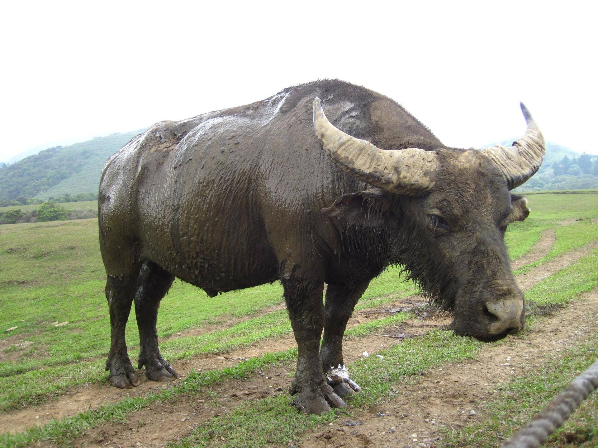 奇蹄目|为什么马需要钉马掌，而牛不需要？