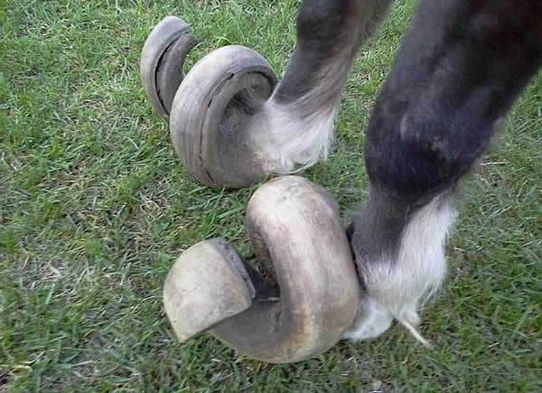 奇蹄目|为什么马需要钉马掌，而牛不需要？