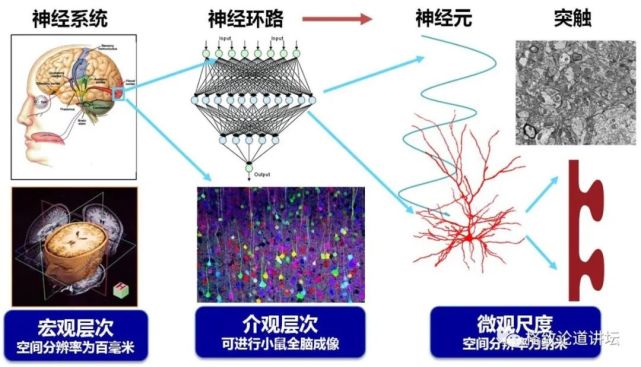 神经纤维|人类为什么这么聪明？大脑神经纤维总长度能绕地球四周半