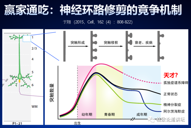 神经纤维|人类为什么这么聪明？大脑神经纤维总长度能绕地球四周半