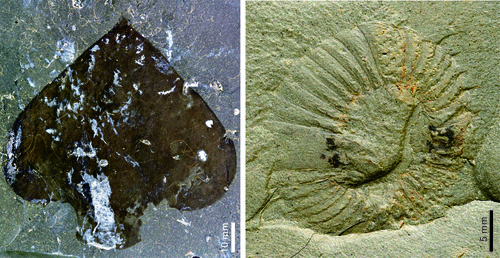 科技|500000000年前的虾子，呃……长这样？