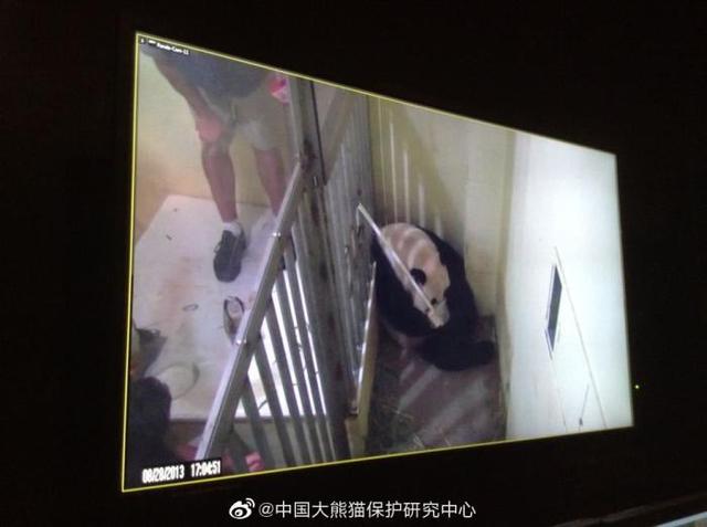 大熊猫|网友称华盛顿动物园对大熊猫美香照顾不周 情况说明来了