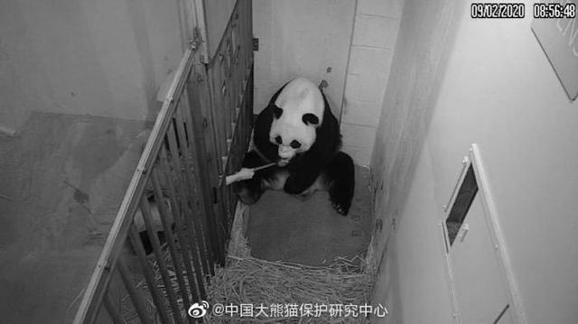 大熊猫|网友称华盛顿动物园对大熊猫美香照顾不周 情况说明来了