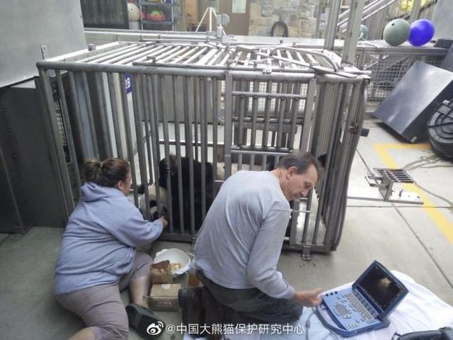 大熊猫|网友称华盛顿动物园对大熊猫美香照顾不周 情况说明来了