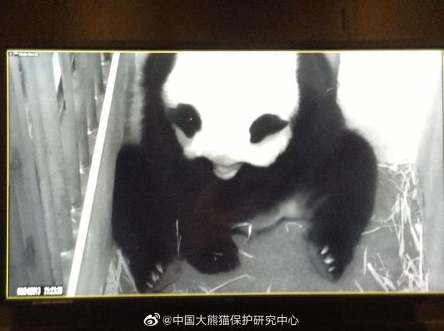 大熊猫|网友称华盛顿动物园对大熊猫美香照顾不周 情况说明来了