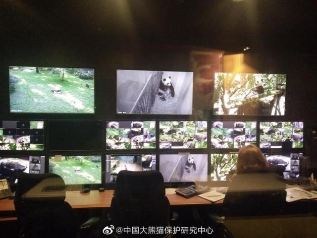 大熊猫|网友称华盛顿动物园对大熊猫美香照顾不周 情况说明来了