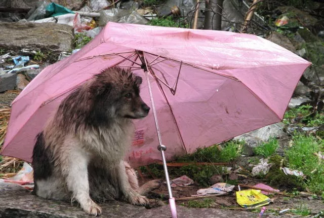 风雨中的流浪狗我就是躲躲雨请不要赶我走