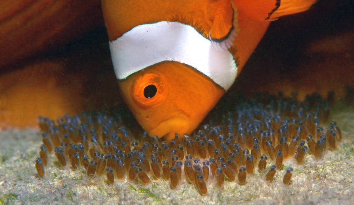 一夫一妻制|有哪些动物是一夫一妻制，它们靠什么维系“婚姻”？