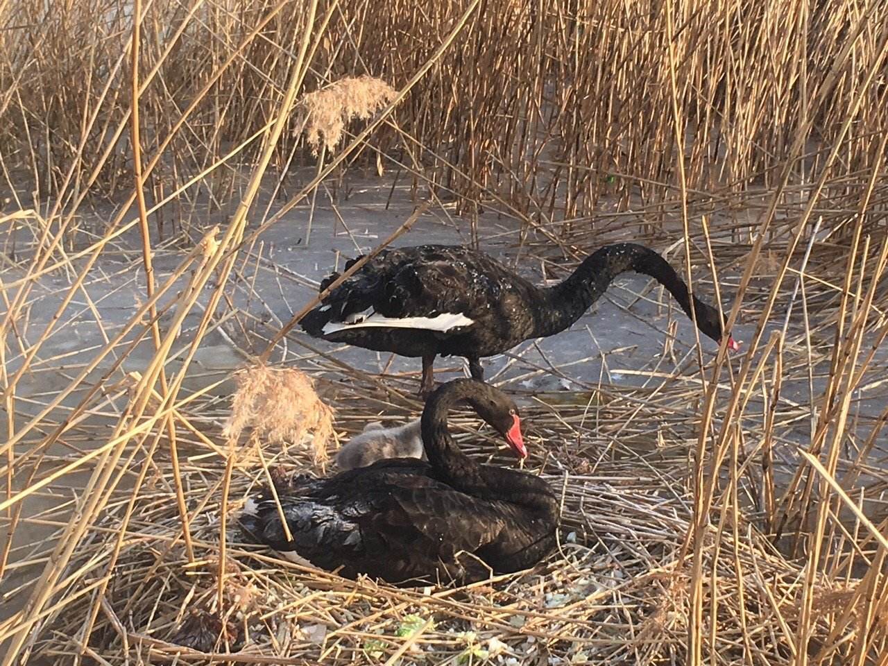 一夫一妻制|有哪些动物是一夫一妻制，它们靠什么维系“婚姻”？